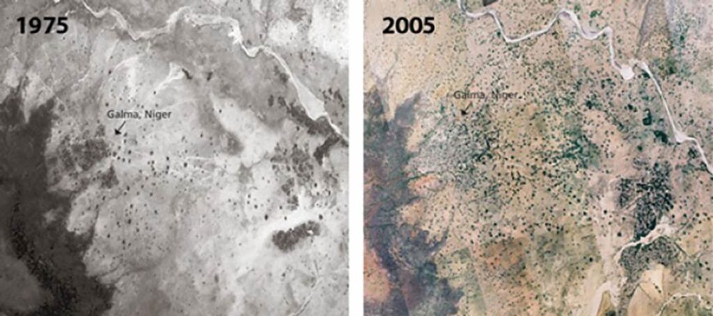 Progressi della crescita della foresta